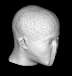 Pediatric Head Modeling > Pediatric Head Atlasses > 8-18.png